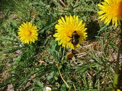Bombus bohemicus