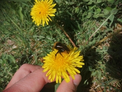 Bombus bohemicus