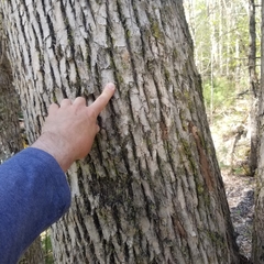 Microlejeunea ulicina