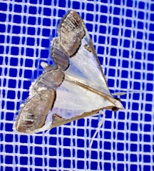 Viettessa margaritalis