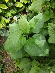 Alkekengi officinarum