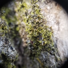 Microlejeunea ulicina