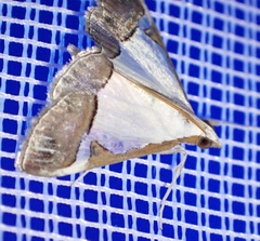 Viettessa margaritalis