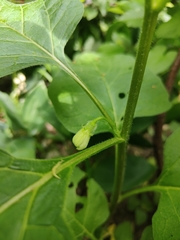 Alkekengi officinarum