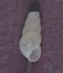 Turbonilla lactea
