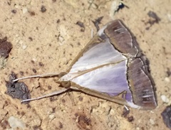 Viettessa margaritalis