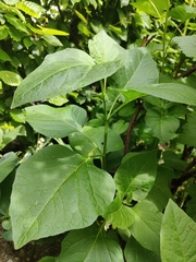 Alkekengi officinarum