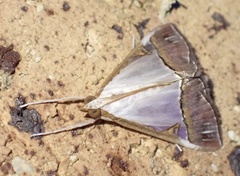Viettessa margaritalis