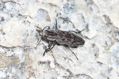 Chrysobothris dentipes