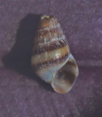 Cingula trifasciata