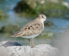 Calidris temminckii