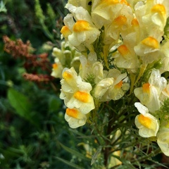 Linaria vulgaris