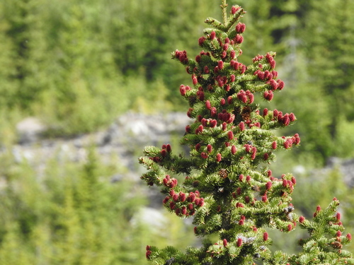 Engelmann spruce