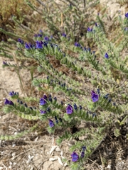 Echium sabulicola