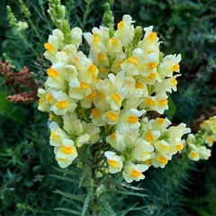Linaria vulgaris