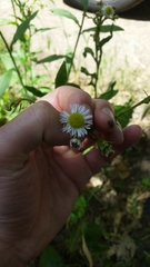 Erigeron annuus
