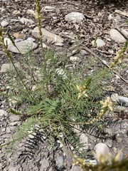 Onobrychis saxatilis