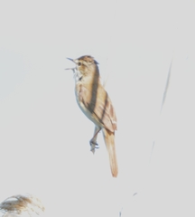 Acrocephalus agricola