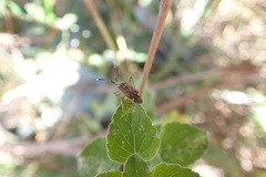 Closterotomus histrio