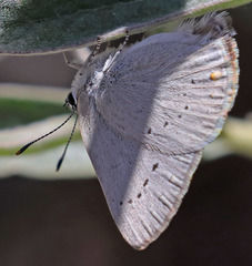 Satyrium sylvinus dryope