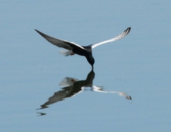 Chlidonias leucopterus