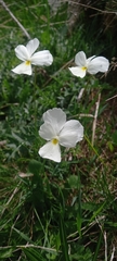 Viola calcarata