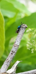 Torymus calcaratus