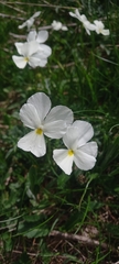 Viola calcarata