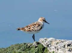Calidris minuta