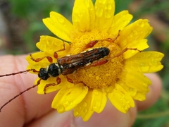 Stenopterus mauritanicus