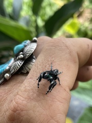 Phidippus audax