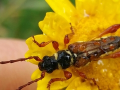 Stenopterus mauritanicus