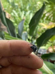 Phidippus audax