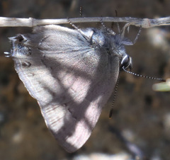Satyrium saepium