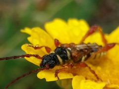 Stenopterus mauritanicus