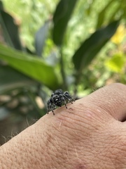 Phidippus audax