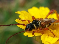 Stenopterus mauritanicus