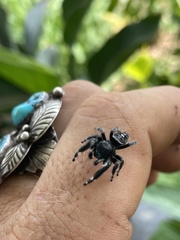 Phidippus audax