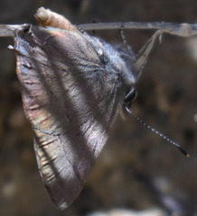Satyrium saepium