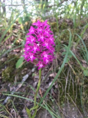 Anacamptis