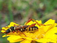 Stenopterus mauritanicus
