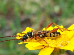 Stenopterus mauritanicus