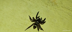 Hasarius adansoni