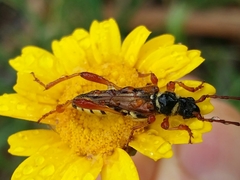Stenopterus mauritanicus