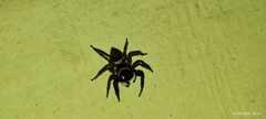 Hasarius adansoni