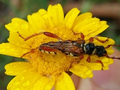 Stenopterus mauritanicus