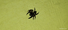 Hasarius adansoni