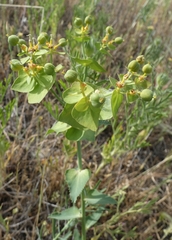 Euphorbia serrata