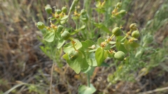 Euphorbia serrata