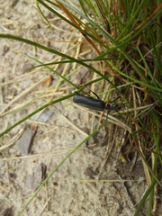 Cantharis obscura